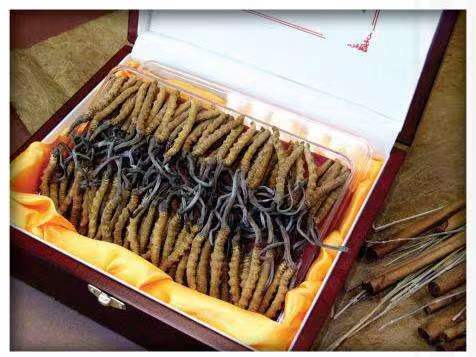 长泰冬虫夏草回收